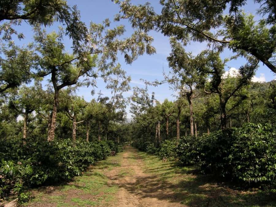 Antigua Sip 'n Cycle Half-Day Bike Ride and Coffee Tour - From Antigua’s center to Finca Azotea