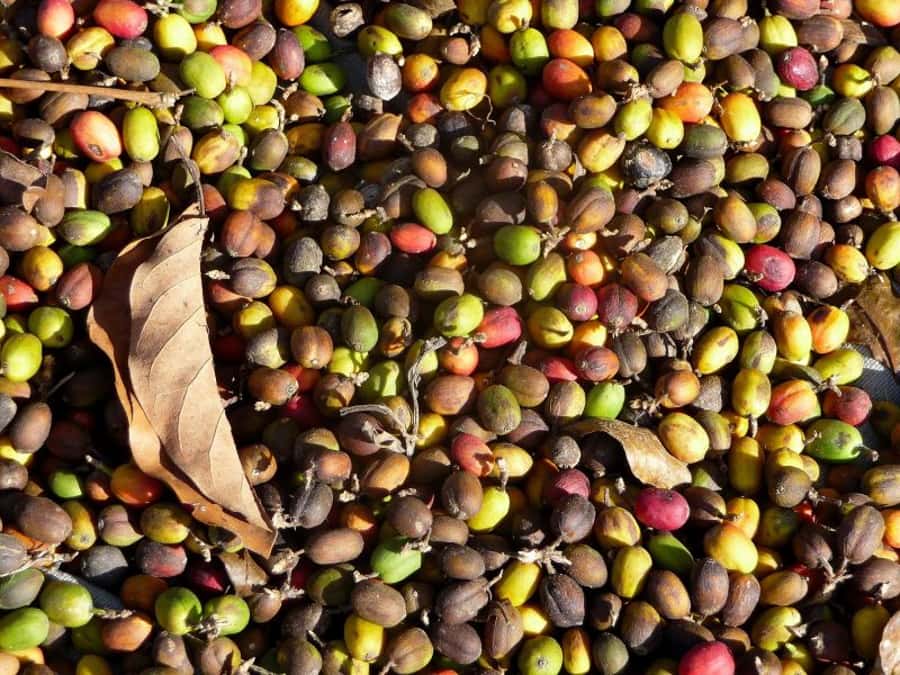 Antigua Sip 'n Cycle Half-Day Bike Ride and Coffee Tour - Is $60 a fair price?