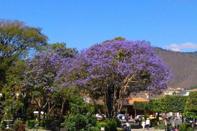Antigua Walking Tour Morning and Afternoon