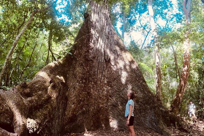 Basic Tour to Tikal Includes Transportation and Guide Service - Walking through jungle trails to the Great Plaza