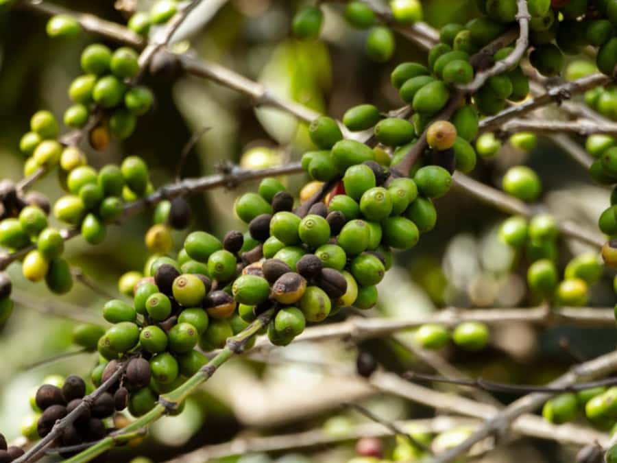 Coffee Tour in Antigua Guatemala - Eight regions, many types of Guatemalan coffee