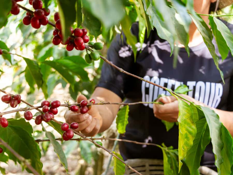 Coffee Tour in Antigua Guatemala - Walking through the coffee-growing process
