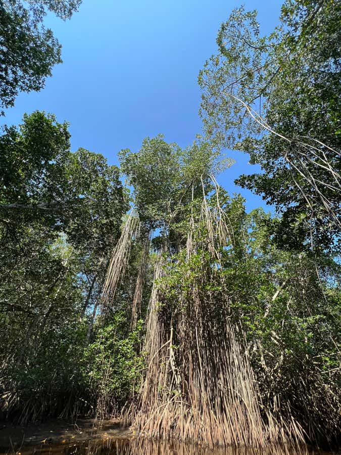 El Paredón: Mangrove Boat Tour with Optional Fishing - What You See From the Boat