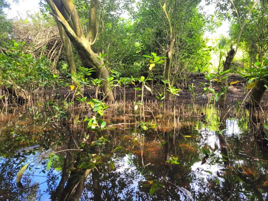 El Paredón: Mangrove Boat Tour with Optional Fishing - Who Should Book This Mangrove Tour?