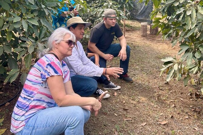 Experience: Organic Coffee, Avocados, Honey & More! - Avocados, tortillas, and a very fresh snack