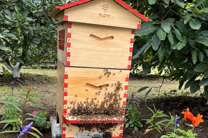 Experience: Organic Coffee, Avocados, Honey & More! - The personal side of The Little Green Farm