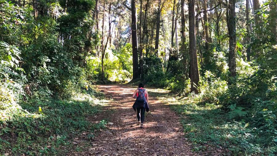 From Antigua Guatemala: Birdwatching and Scenic Hiking Tour - A forest escape a short ride from Antigua