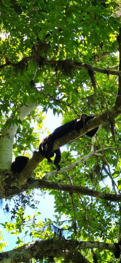 From Flores: Tour Tikal All Inclusive - The questions behind the temples