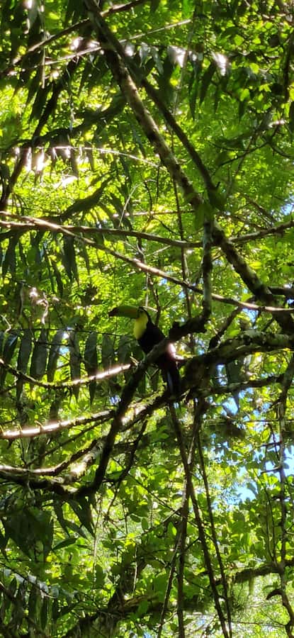 From Flores: Tour Tikal All Inclusive - Meeting the tour at 7:30 am