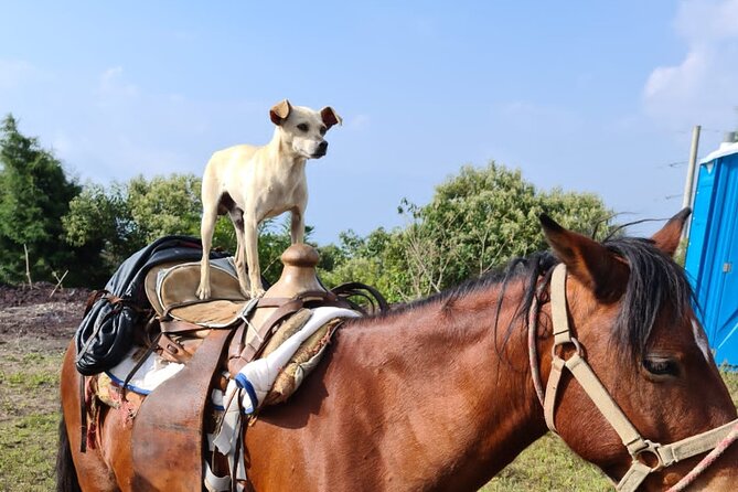 Pacaya Volcano Luxury Sunset Horseback Riding Tour/ Dinner Cooked by-Lava Chef - Guides who make the day easier
