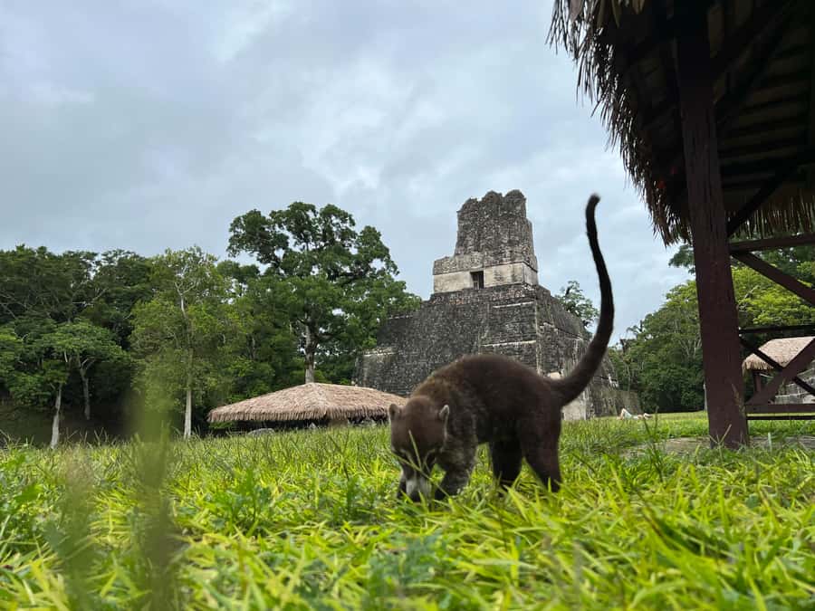 Tikal Sunrise, Archeological focus and Wildlife Spotting - Wildlife, plants, and the value of a guide