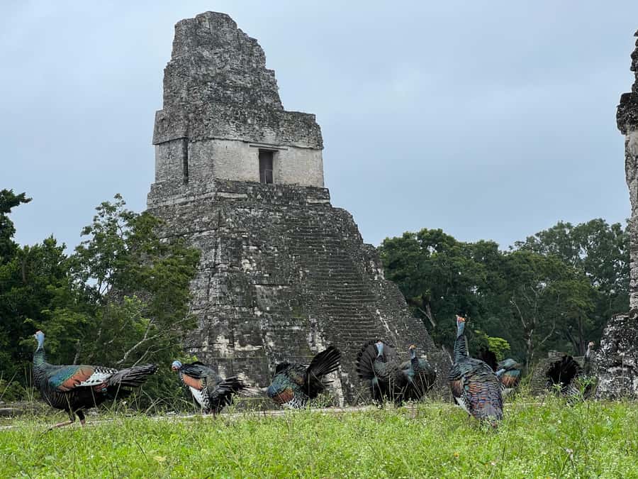 Tikal Sunset, Archeological focus and Wildlife Spotting - Nature trails where the forest becomes part of the tour