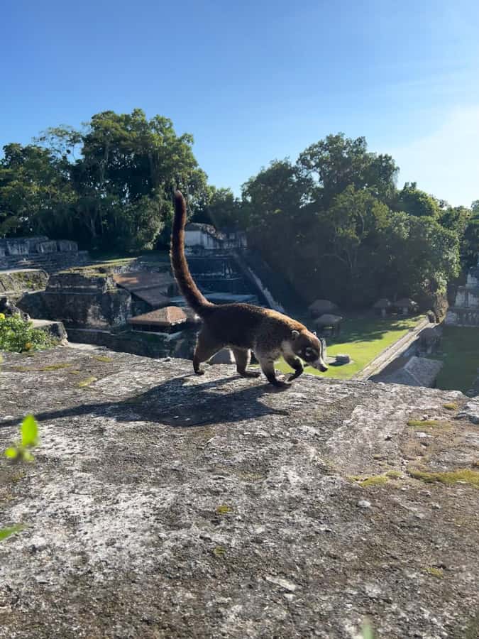 Tikal Sunset, Archeological focus and Wildlife Spotting - The Lost World and sunset from the Great Pyramid