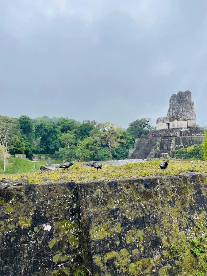 Tikal Sunset Experience: Archaeological Tour + Sunset Views - Four hours among temples, forest, and wildlife