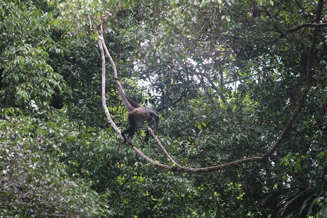 Tikal Tour From Flores, airport and Tikal hotels in Guatemala - Temples, views, and the jungle around them
